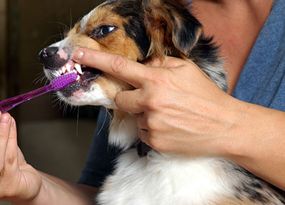 brushing-dogs-teeth-animal-medical-center-of-austin