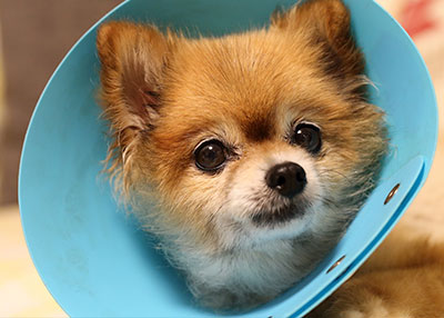 dog-with-cone-animal-medical-center-of-austin