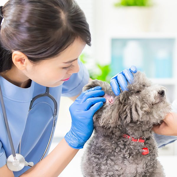 woman veterinarian looking in poodle ear 1x1